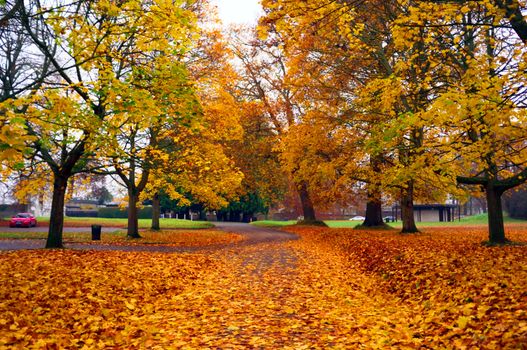 autumnal photos dublin