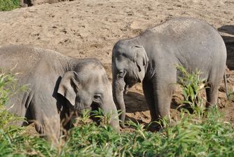 You Can Get Half-Price Tickets To Dublin Zoo For The Next Two Weekends
