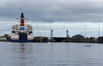 The Whale Spotted In The Liffey Has Sadly Passed Away