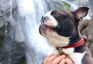 Toby The Gentleman is the Dublin doggo you should follow on Instagram