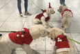 A bunch of adorable puppies are greeting Dublin Airport passengers today