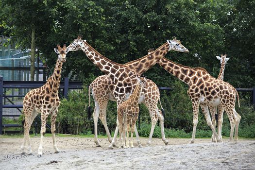 Giraffes at Dublin Zoo