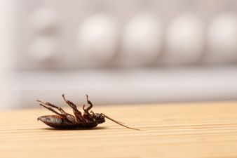 Cockroaches in kitchen the reason for closure of Dublin restaurant last month