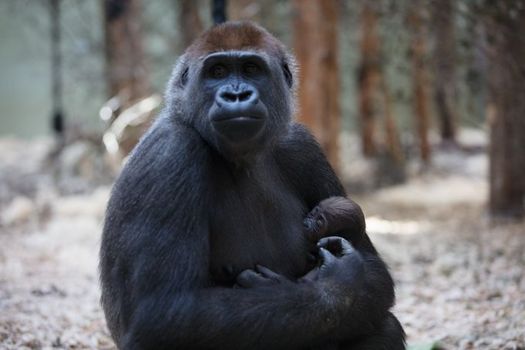 Baby Gorilla born at Dublin Zoo