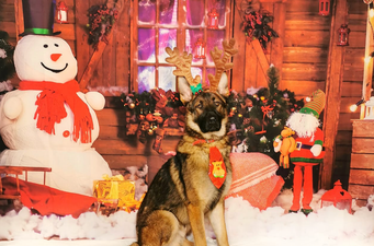 This doggy daycare centre did a Christmas photoshoot with its dogs and it is ADORABLE