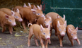 Dublin Zoo has welcomed 13 adorable new piglets