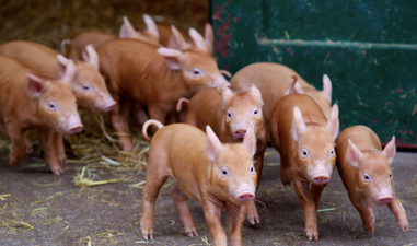 Dublin Zoo has welcomed 13 adorable new piglets