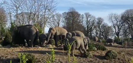 WATCH: Elephant calves at Dublin Zoo had a ball playing with discarded Christmas trees
