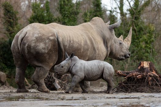 Baby rhino born at Dublin Zoo