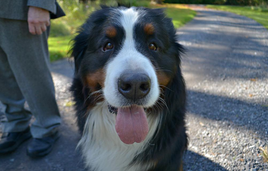 Michael D's dog Brod