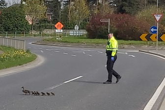 Gardai share adorable photo of family of ducks crossing the road