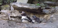 WATCH: Dublin Zoo shares adorable video of its new penguin chicks