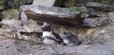 WATCH: Dublin Zoo shares adorable video of its new penguin chicks