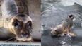 Seal Rescue Ireland introduce us to some of their floppy friends in adorable video