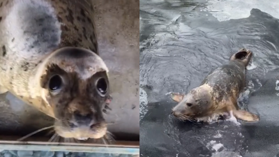 Seal Rescue Ireland introduce us to some of their floppy friends in adorable video