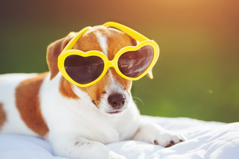 Dogs Trust issues advice to dog owners ahead of the good weather