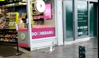 Video shows seagull shoplifting from Londis on Grafton Street