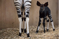 Dublin Zoo have asked the public to name their new okapi calf