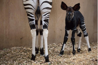 Dublin Zoo have asked the public to name their new okapi calf