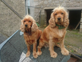 Dublin family delighted after being reunited with stolen pups