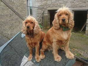 Dublin family delighted after being reunited with stolen pups