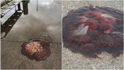 And now for 2020’s next trick… giant jellyfish taking over Dublin