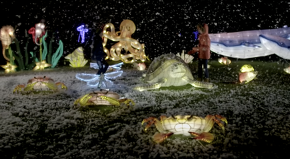 Dublin Zoo confirms sad news that Wild Lights will NOT go ahead this year