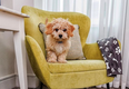 This Dublin hotel has a full room service menu… for dogs