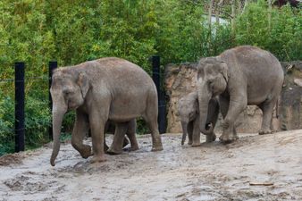 Dublin Zoo at risk of permanent closure due to Covid-19 restrictions