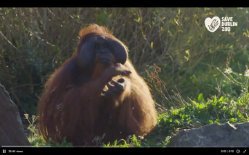 Dublin Zoo issue heartfelt message after donations pass €1,000,000