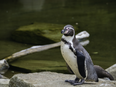 The New York Times has run a piece on the ‘Save Dublin Zoo’ appeal  
