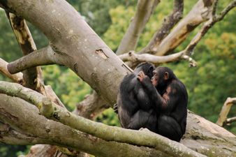Government announce €3million worth of funding for Dublin Zoo and Fota Wildlife Park