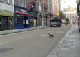 WATCH: An inquisitive fox was spotted roaming around Dublin yesterday 