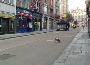 WATCH: An inquisitive fox was spotted roaming around Dublin yesterday 