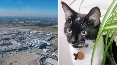 A cat missing since Christmas Eve was found at Dublin Airport this morning