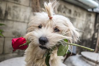 Five fun, alternative ways to celebrate Valentine’s Day this weekend