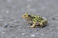 Dublin drivers being asked to watch out for frogs on the road