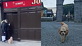 WATCH: Dublin pub shares adorable video of regular ‘fur buddy’ who stops by on every walk