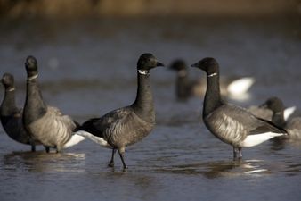 Spotted these unusual geese in Dublin? Experts explain where they come from and why they’re here