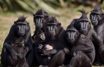Gardaí called to Dublin Zoo to assist zookeepers with some monkey business
