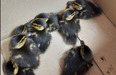 ‘Nine little orphans’ – DSPCA caring for ducklings rescued at Dublin train station