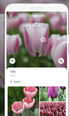 Google’s new camera feature can help identify thousands of Irish flowers, birds and insects