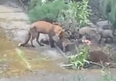 WATCH: Trinity College congratulates ‘Trinity Fox’ on birth of her five cubs