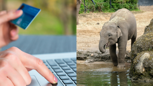 Dublin Zoo is apparently the new Electric Picnic with massive demand for tickets