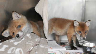 DSPCA share heartbreaking story of orphaned fox cubs Lovey and Cubby