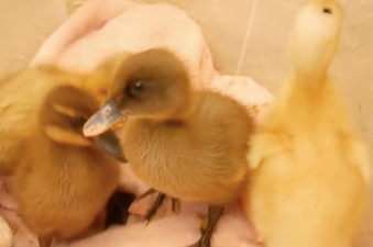 DSPCA issue ‘urgent warning’ as Tiktok trend leads to children buying ducklings for €5