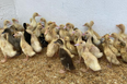 “Happy ending in store” as DSPCA looks to rehome mistreated ducklings