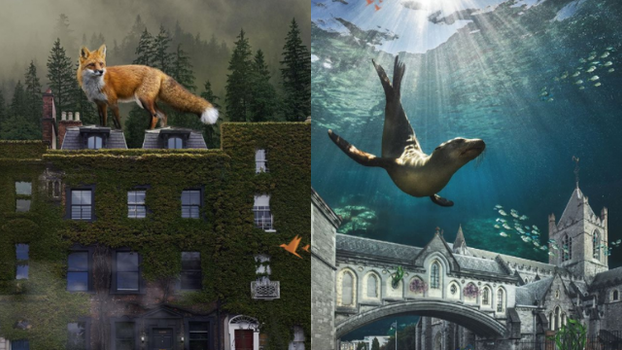 still from the Wild Dublin series