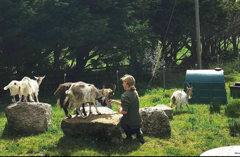 This important conservation project in Howth involves 25 goats and we are impressed
