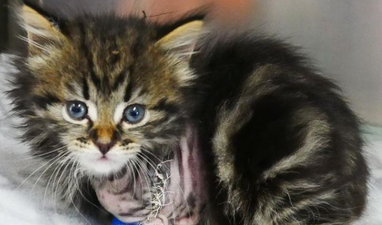 This rescue kitten named after Kelly Harrington is melting our hearts